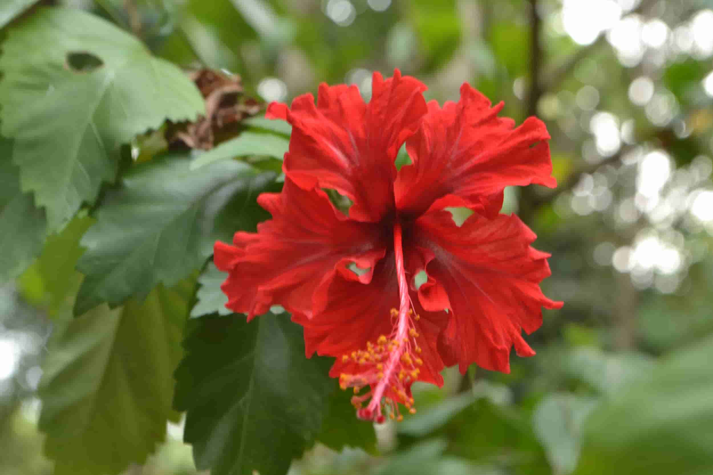 HIBISCO-OJO-DE-LUNA-DIETA-VEGETALISTA-MEDICINA-AMAZONICA-PSICOLOGIA-AYAHUASCA
