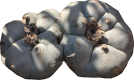 PEYOTE-DIETA-VEGETALISTA-MEDICINA-AMAZONICA-PSICOLOGIA-AYAHUASCA
